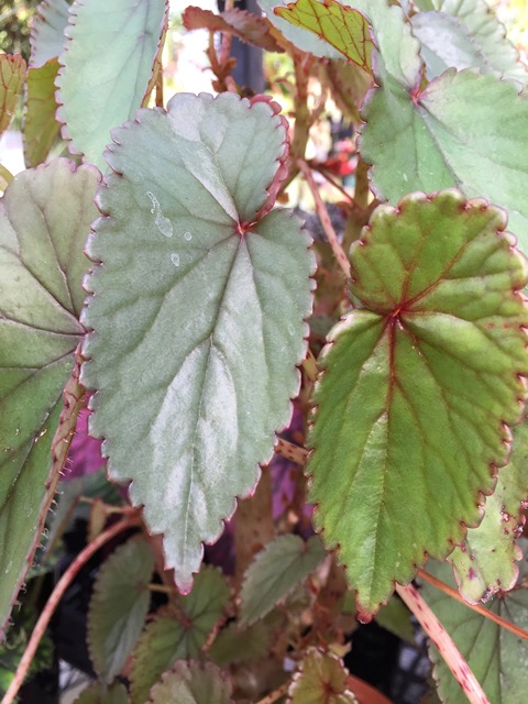 B. johnstonii f. johnstonii